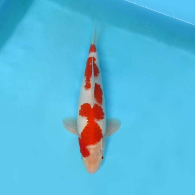 KENZEI ~ KOHAKU,-
