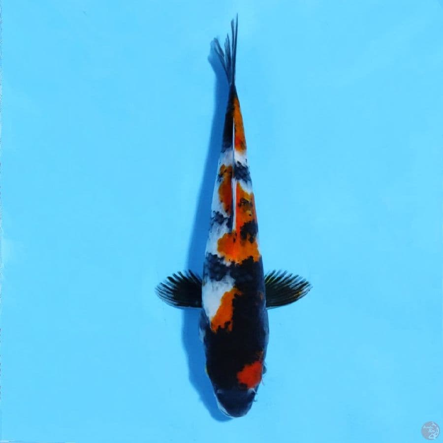 maruten showa