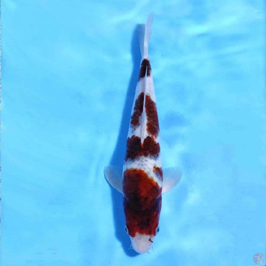 GOROMO ORI