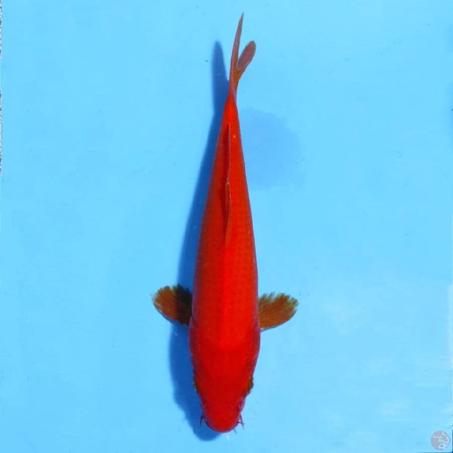 benigoi 