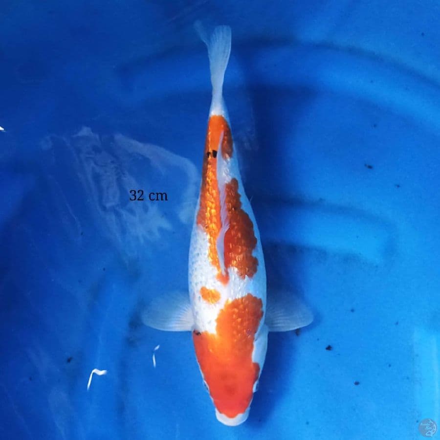 Showa Ginrin 32 cm female
