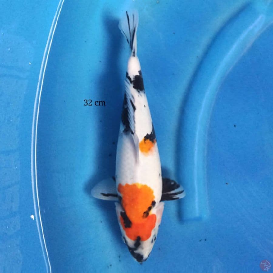 Kindai Showa 32 cm female