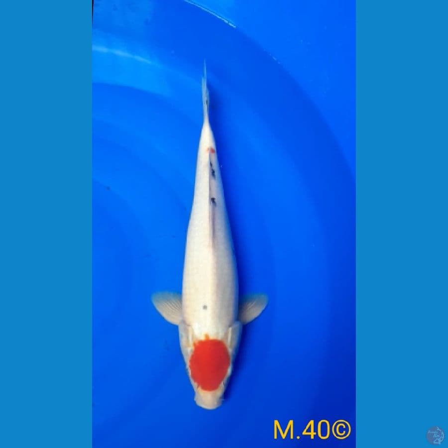 Tancho M.40©