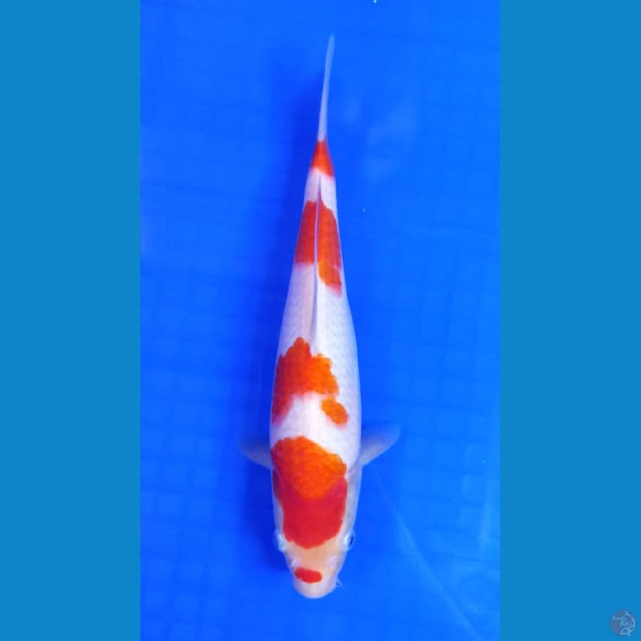 kohaku 25cm