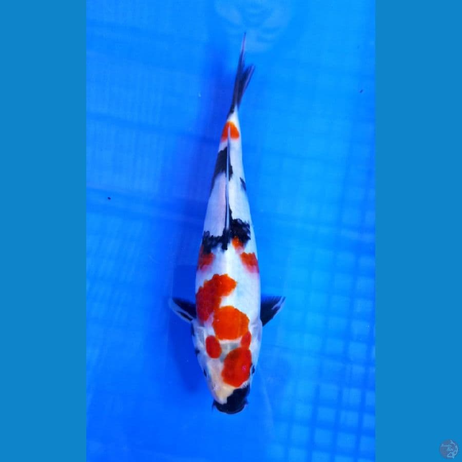 showa 24 cm