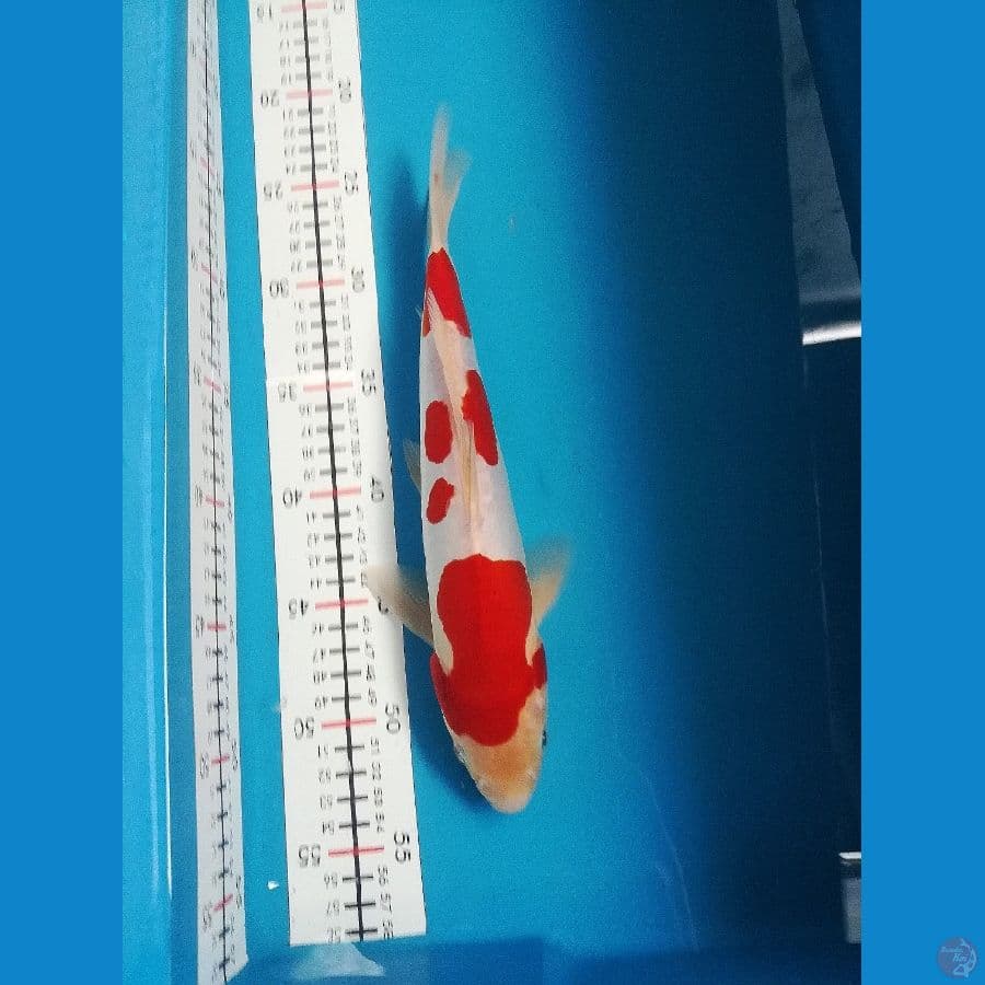 kohaku