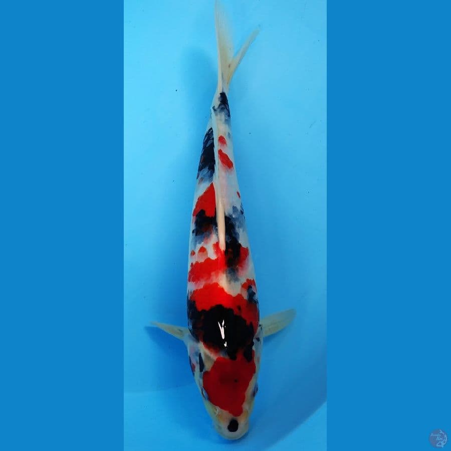 showa Original 38 cm kualitas 