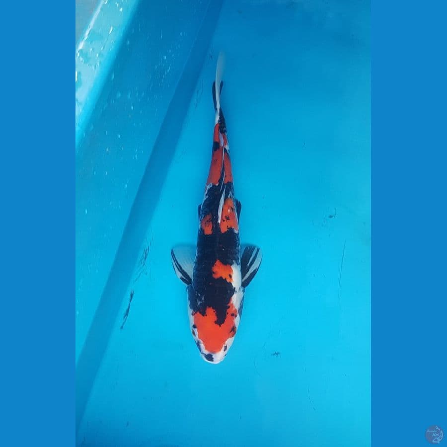 showa 45cm