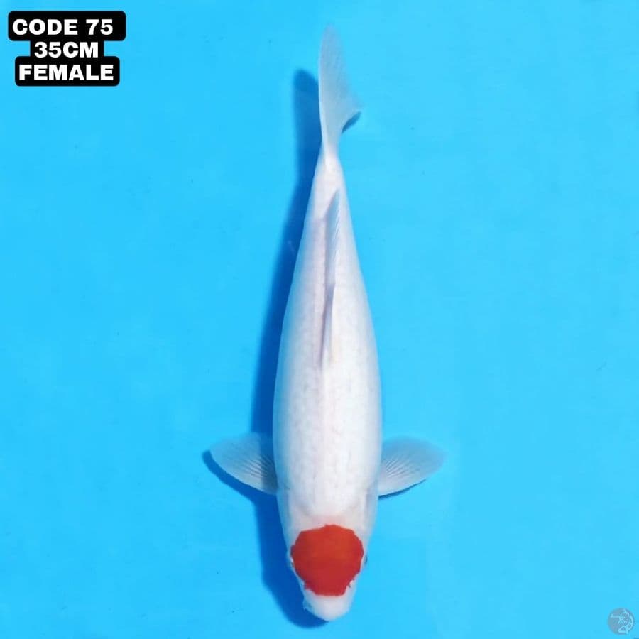 TANCHO KOHAKU ORIGINAL JOS