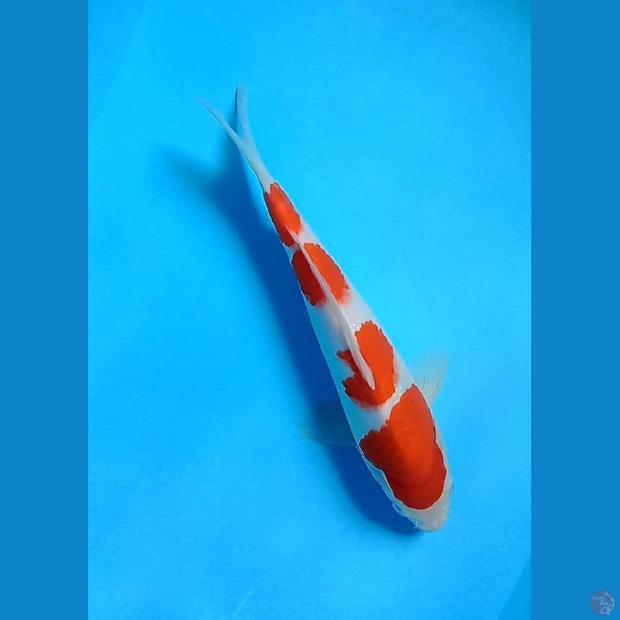 kohaku