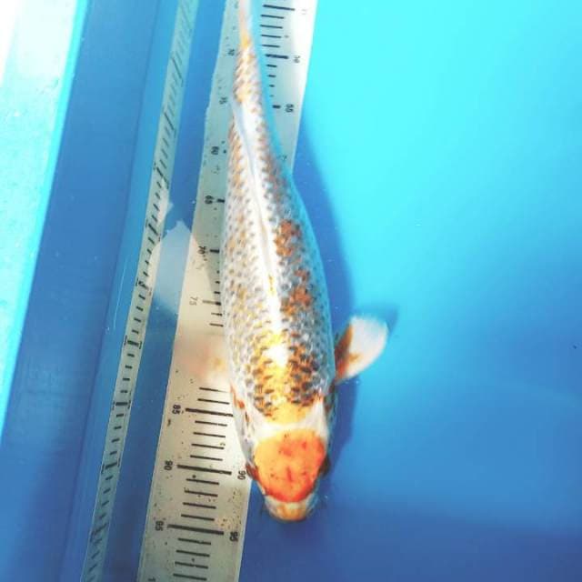 Maruten kujaku 53cm