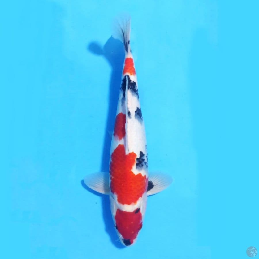 MARUTEN RED KINDAI SHOWA