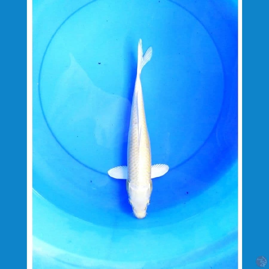 Yamabuki ogon male 30 cm