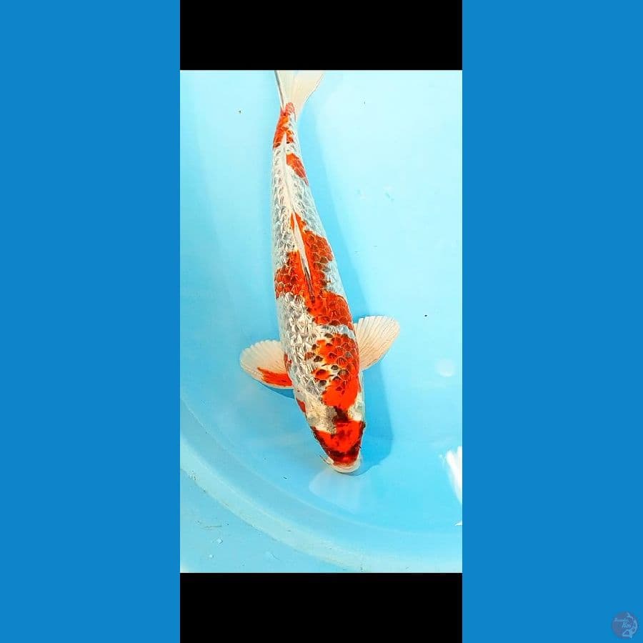 BENI GINGGA GINRIN MALE 37 CM