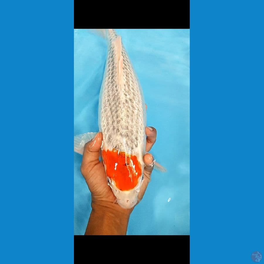 TANCO GINRIN FM 39 CM