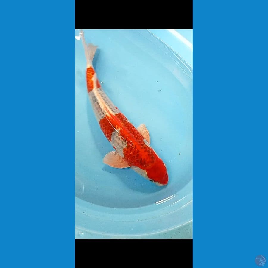 super red jumbo GHOSIKI MALE 45 CM