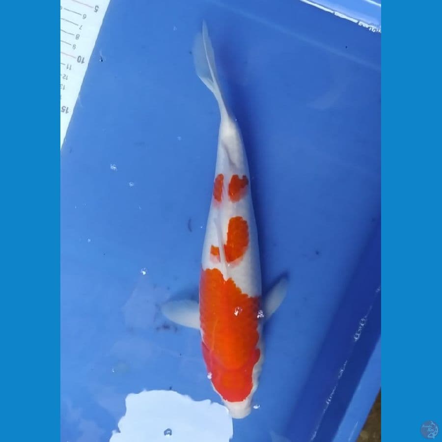 kohaku 38 cm 