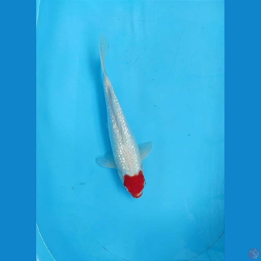 Tc Kohaku Ginrin