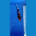showa 30 cm