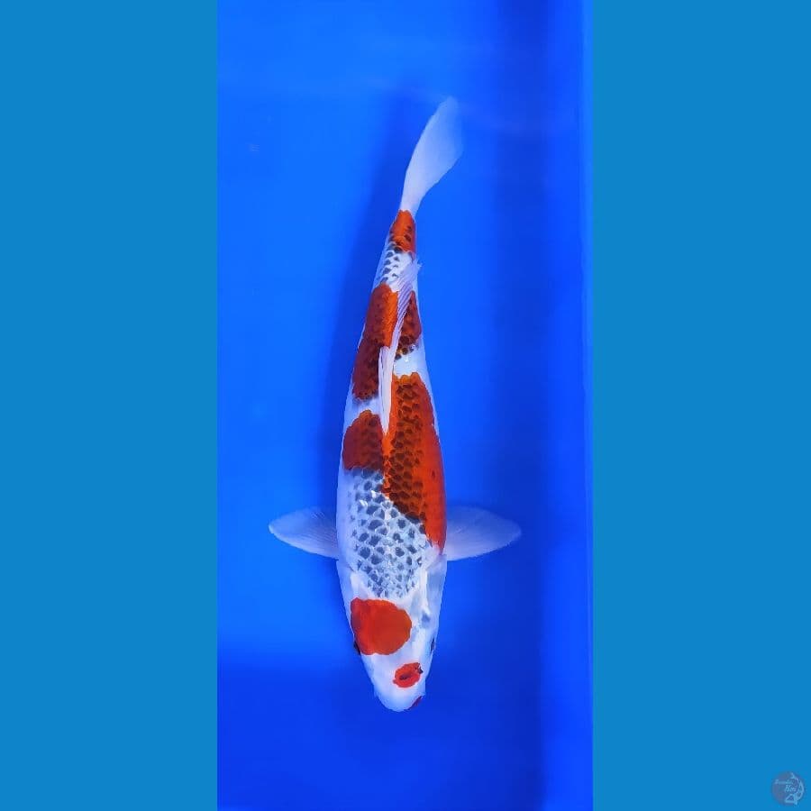 gosiki 36cm/f