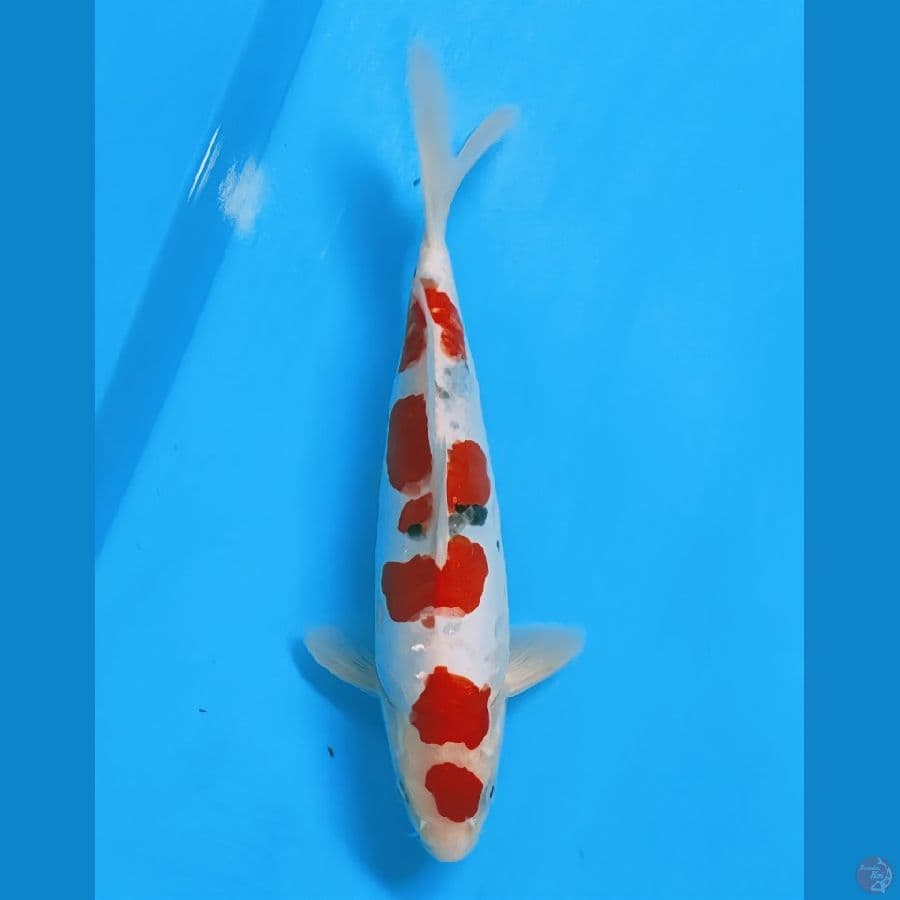 maruten sanke doid ori 27cm/Male