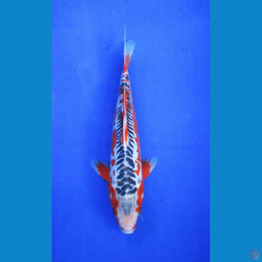 shusui ±28cm