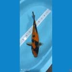 hiutsuri 43 cm
