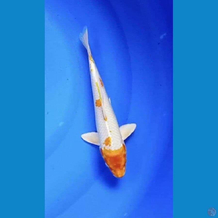 Hariwake 31 cm