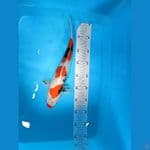 showa 34 cm