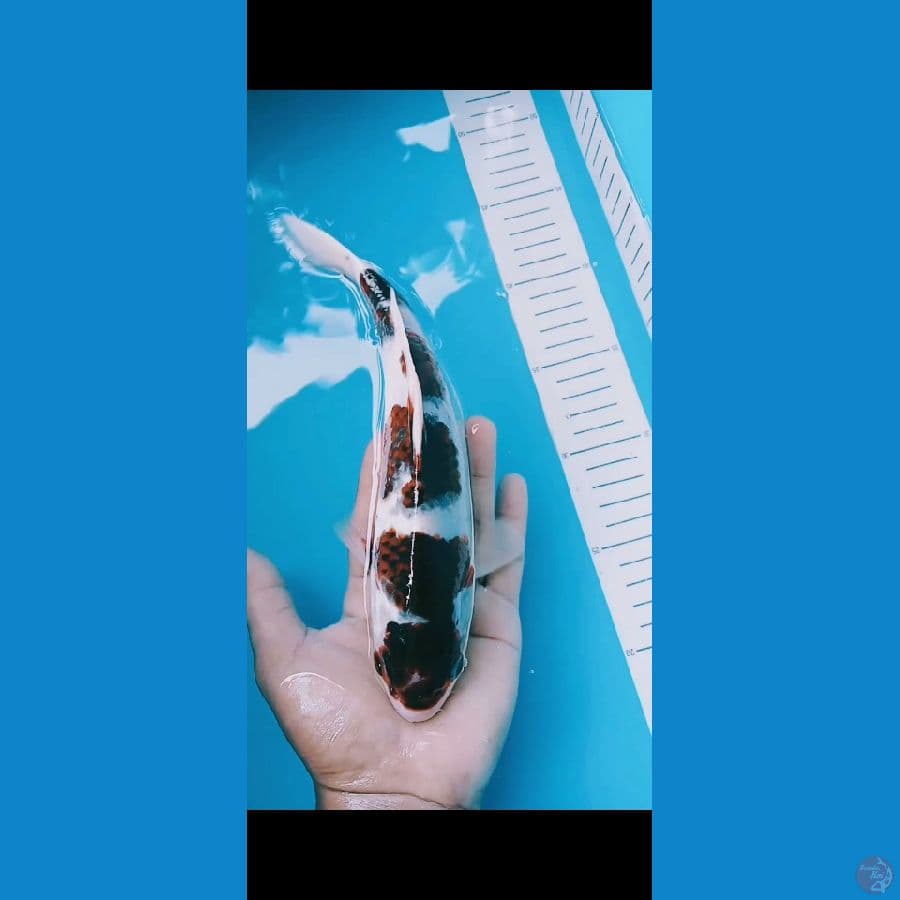 goromo 24cm