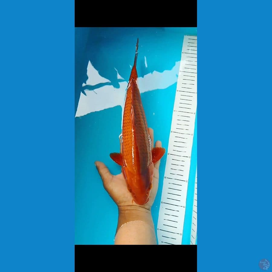 caghoi 33cm