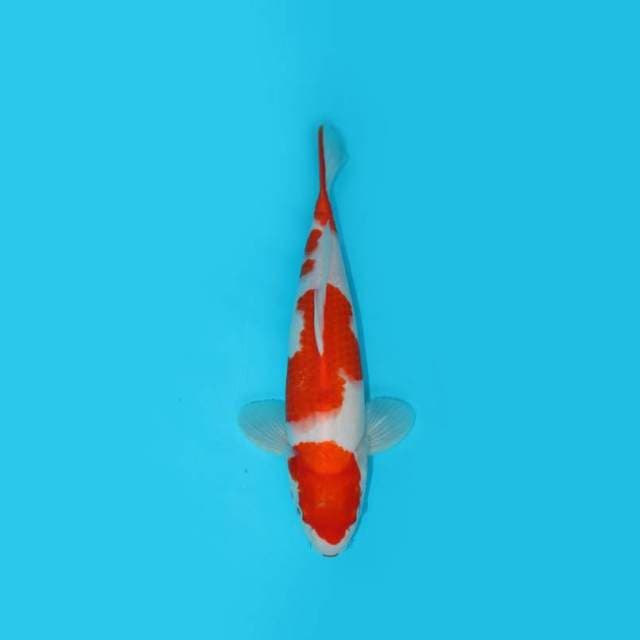 30 cm - KOHAKU