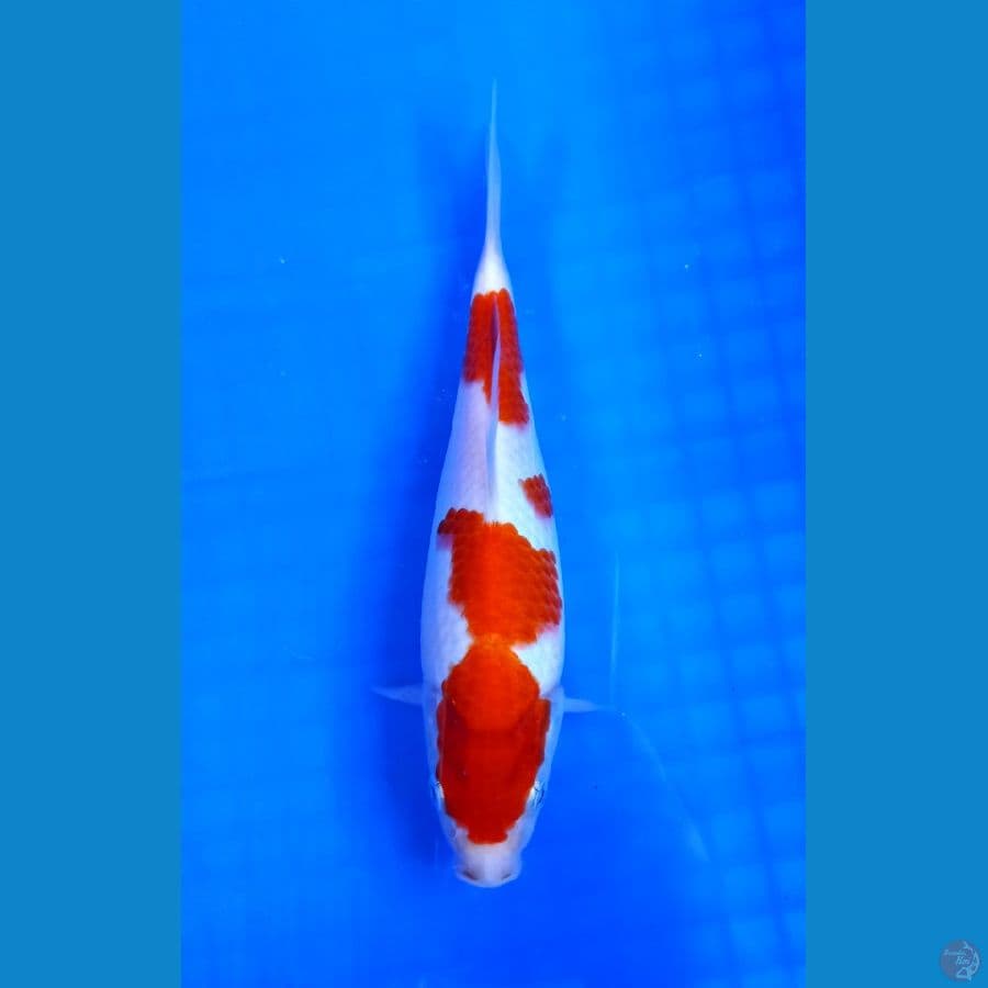 Kohaku