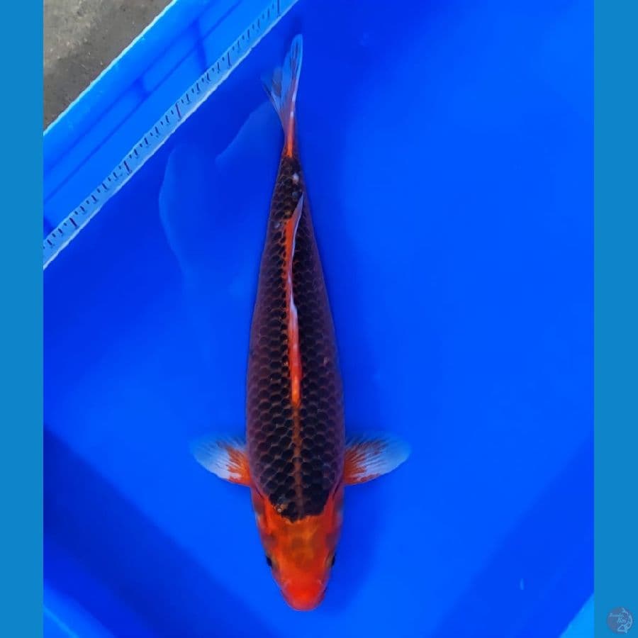 akamatsuba 36cm 