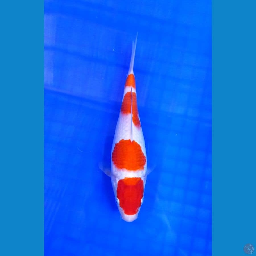 kohaku