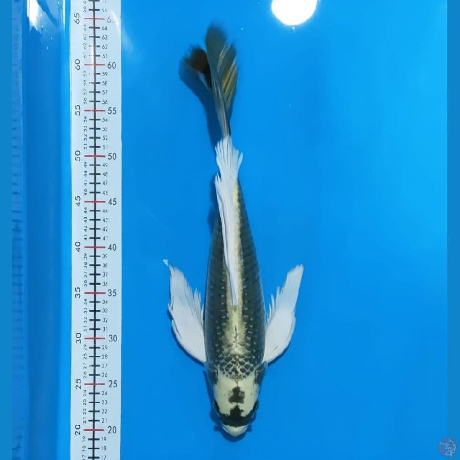 kumpay kabuto 44cm ml