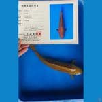 chagoi marusei 40cm