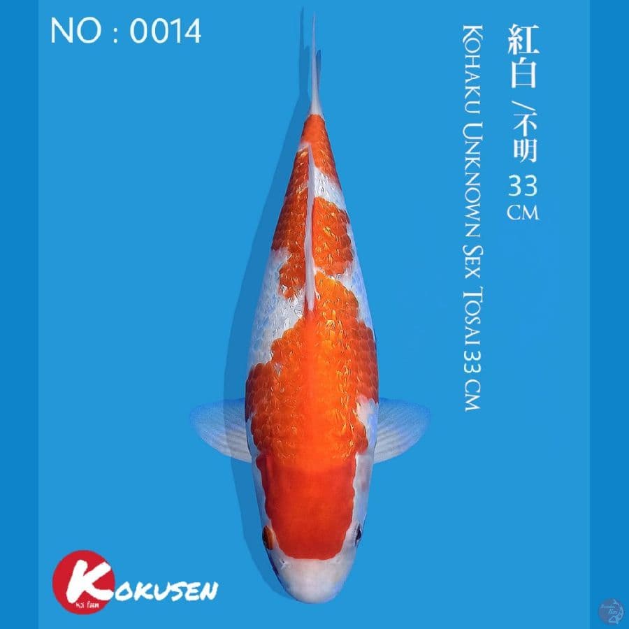 F1 Kohaku Bulky 