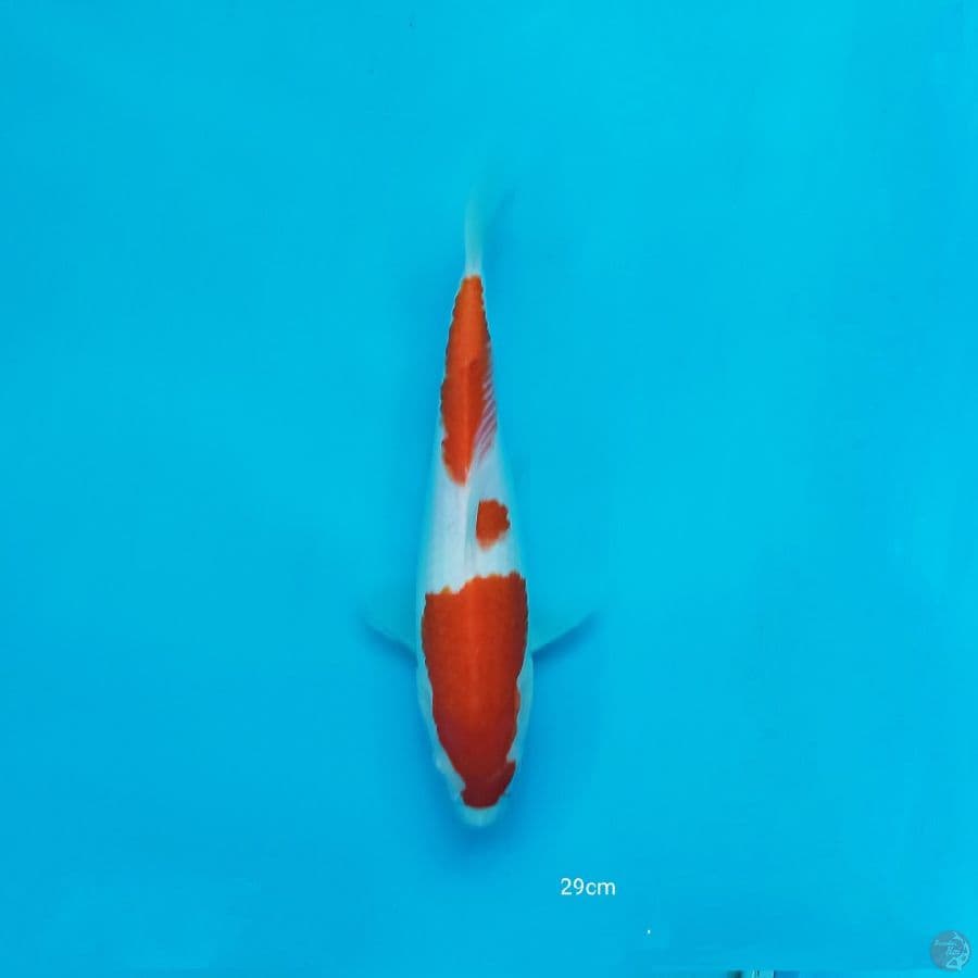 SQ KOHAKU 30BU