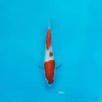 SQ KOHAKU 30BU 