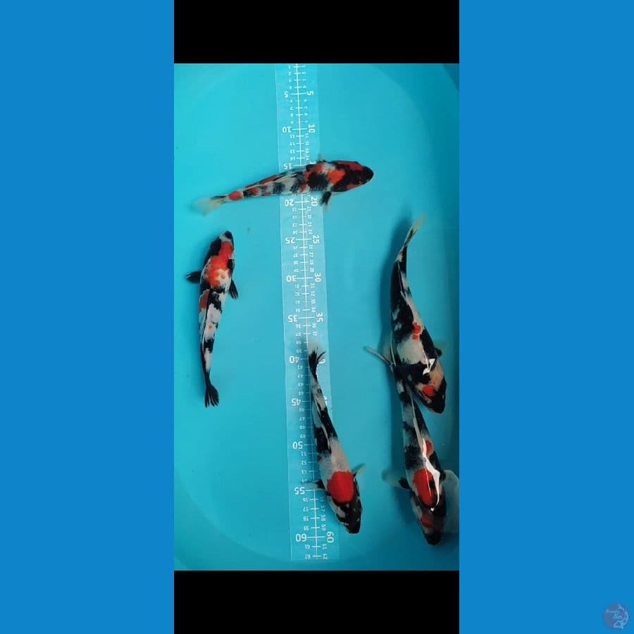 Showa 22-25cm Kwalitas