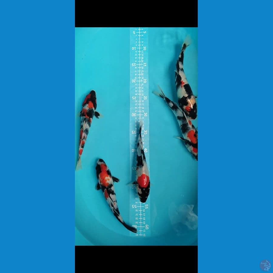 Showa 22-25cm Kwalitas