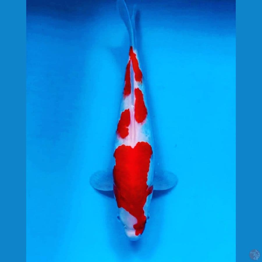kohaku 35 cm 