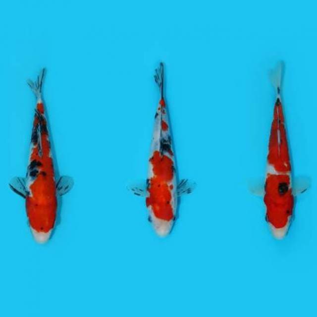 25-21-20 cm - MIX