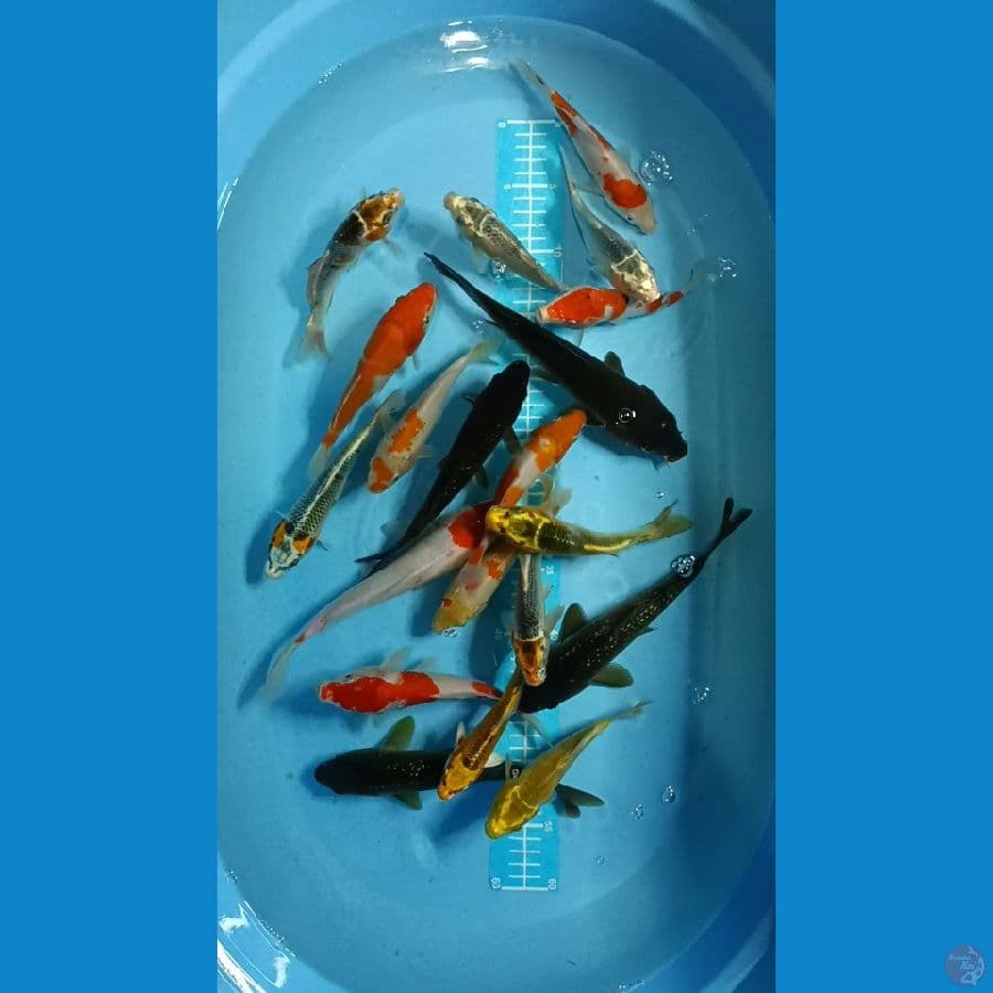 Mix 15-25cm ~ 20 ekor