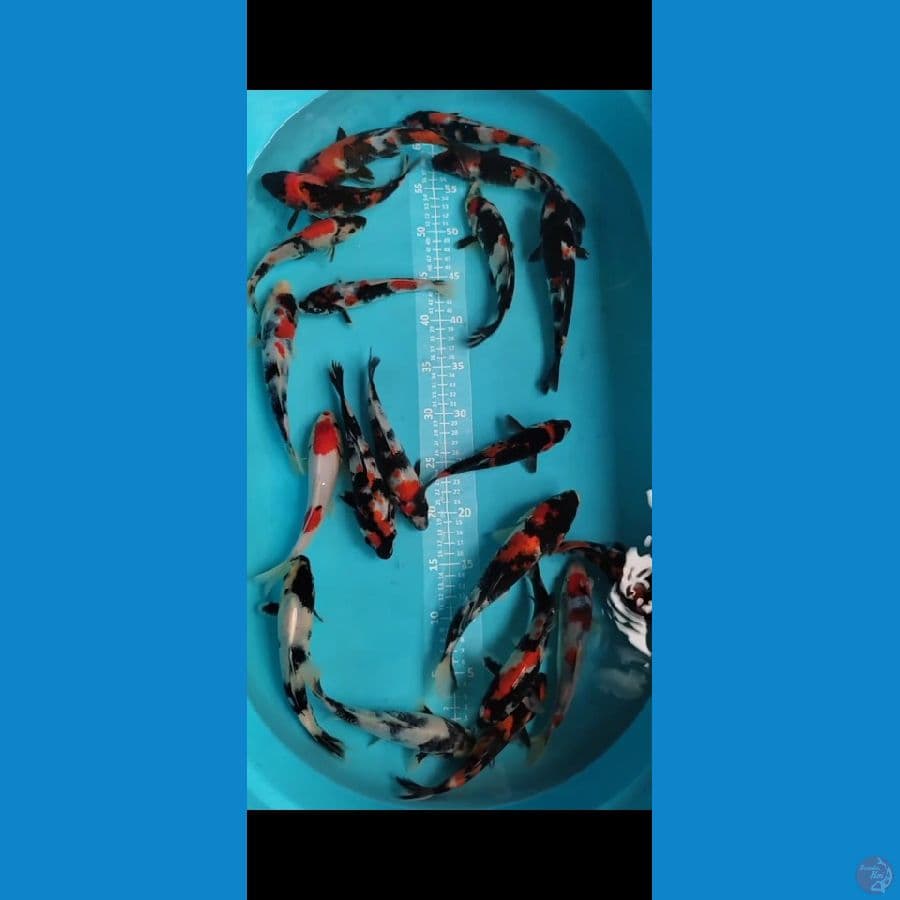 Showa 17-23cm 20 ekor Pedes