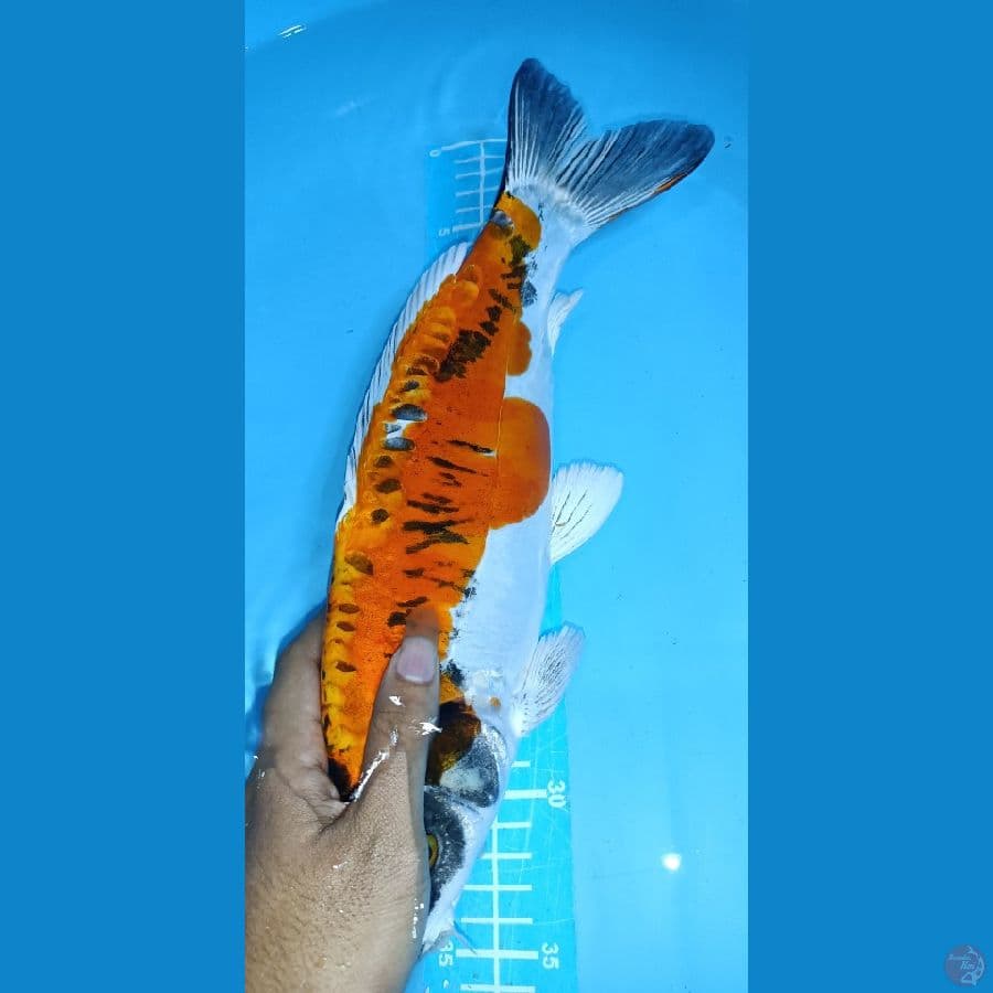 KIKORYU ~ 36cm