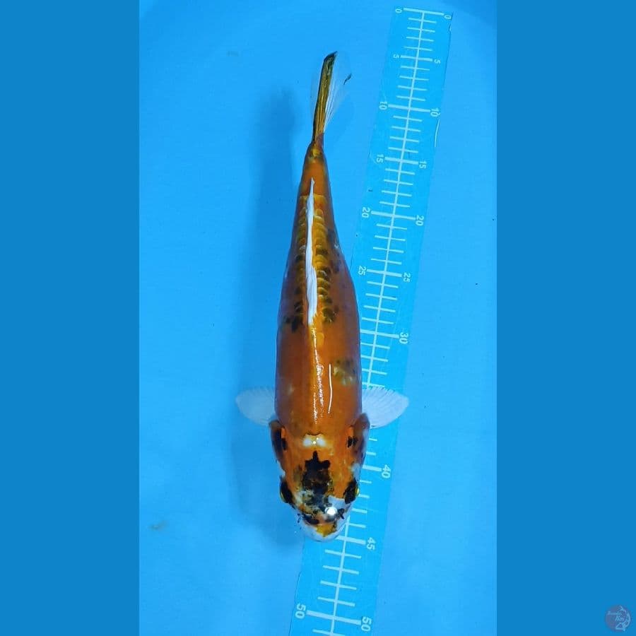 KIKOKURYU ~ 35cm