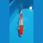 kohaku 34 cm