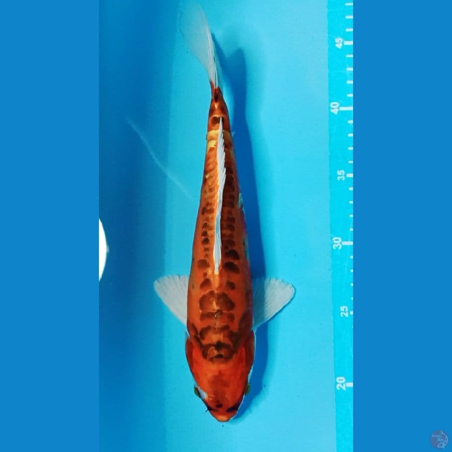 KIKOKURYU ~ 25CM